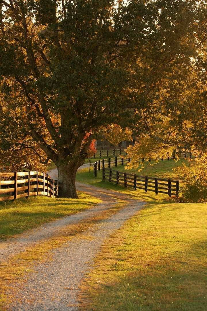 a dirt road leading to a large tree