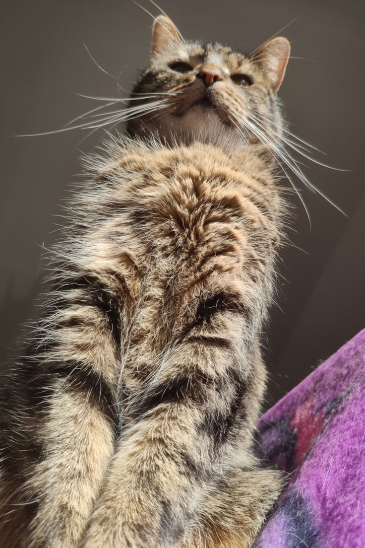 a cat sitting on top of a purple blanket looking up at something in the sky