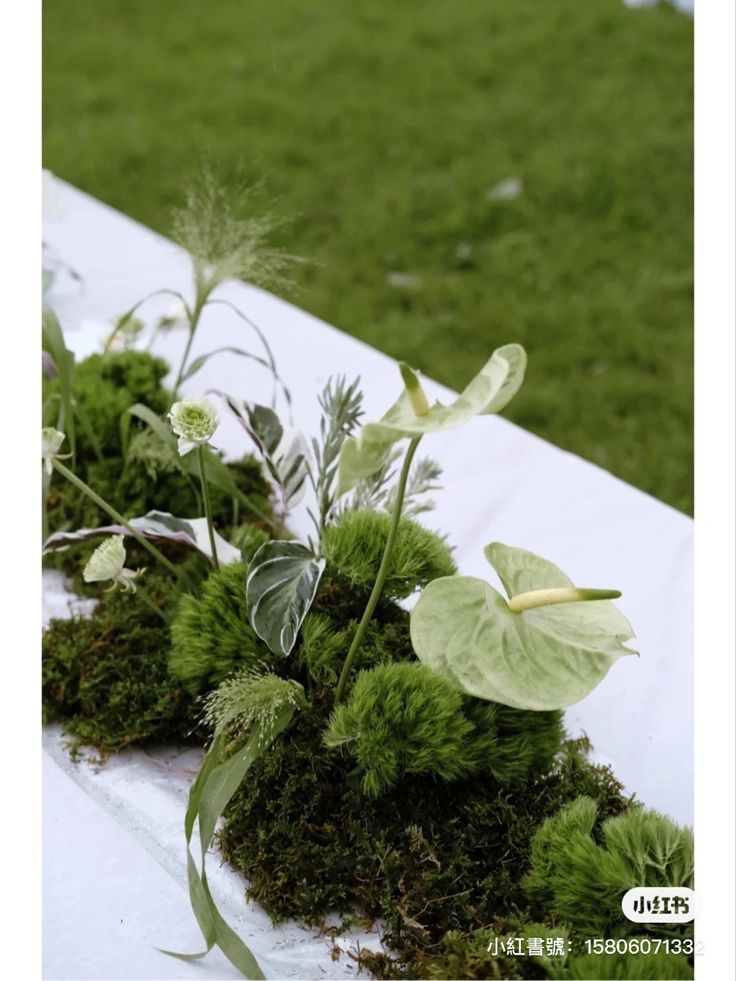 moss and plants are on the table outside