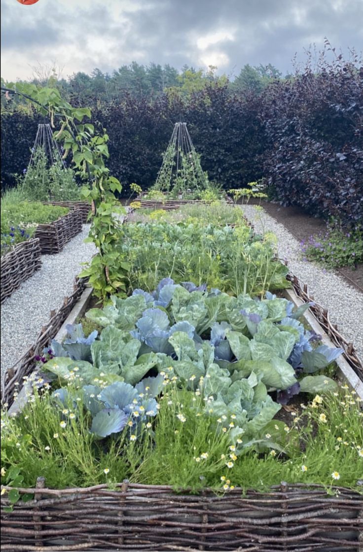 a garden with many plants growing in it