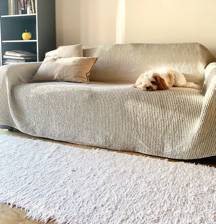 a dog laying on top of a couch in a living room next to a book shelf