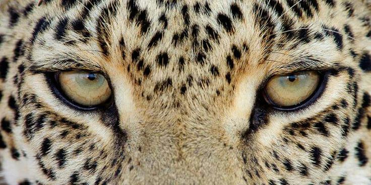 a leopard's face with blue eyes and black spots on its fur is shown