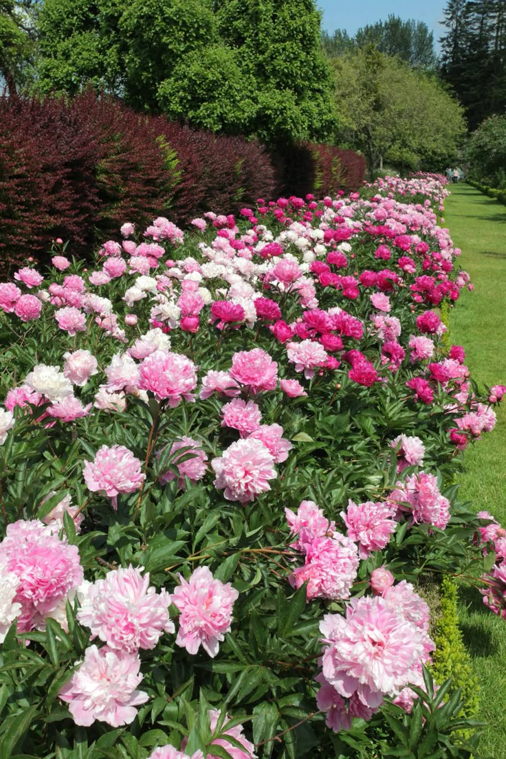 many pink and white flowers in a garden