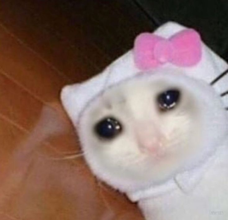 a white cat with a pink bow on it's head wearing a hello kitty costume