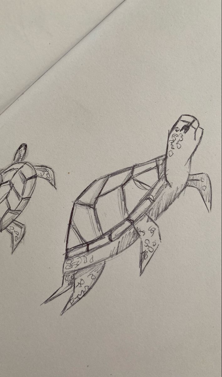 two drawings of turtles on paper with one drawing of the same turtle as it's head