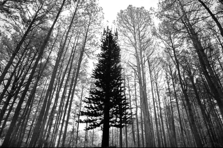 a black and white photo of trees in the woods