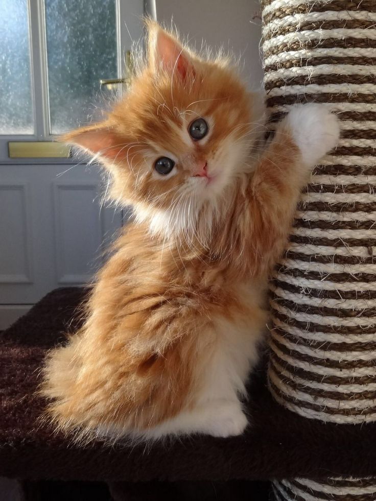 an orange and white kitten sitting on top of a scratching post