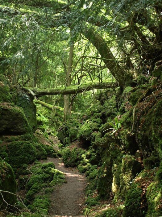 the path is covered in mossy rocks and trees