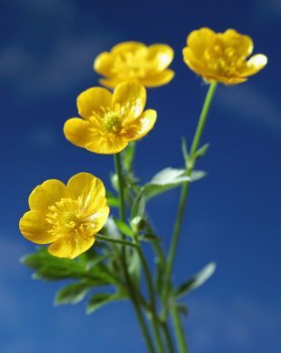 yellow flowers against a blue sky with clouds