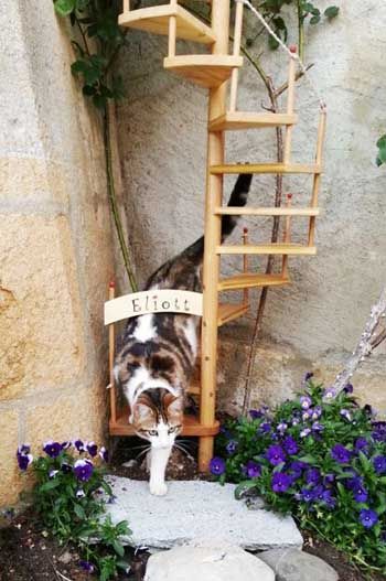 a cat sitting on top of a wooden step next to flowers and plants in front of a stone wall