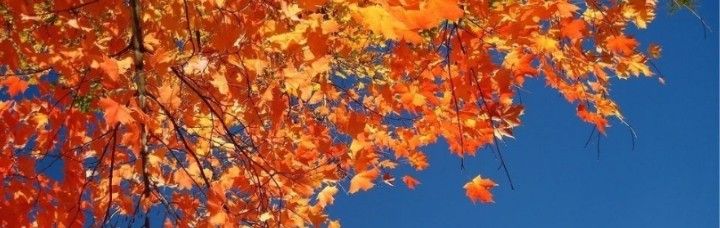 an orange and yellow tree with blue sky in the background