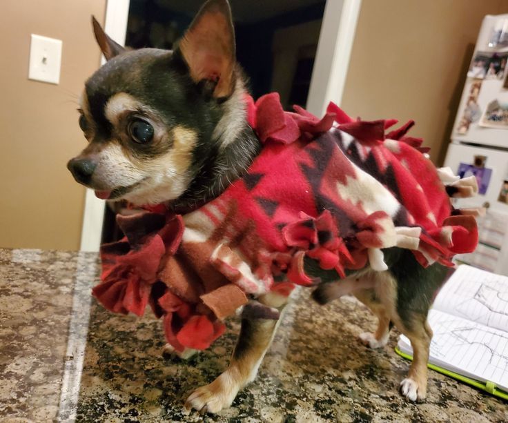 a small dog standing on top of a counter