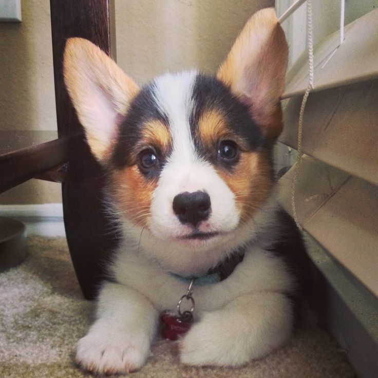 a small dog laying on the floor next to a shelf with its paws up and looking at the camera