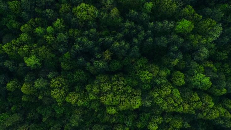 an aerial view of trees in the forest