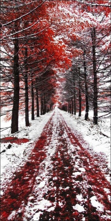 a snowy road surrounded by trees with red leaves