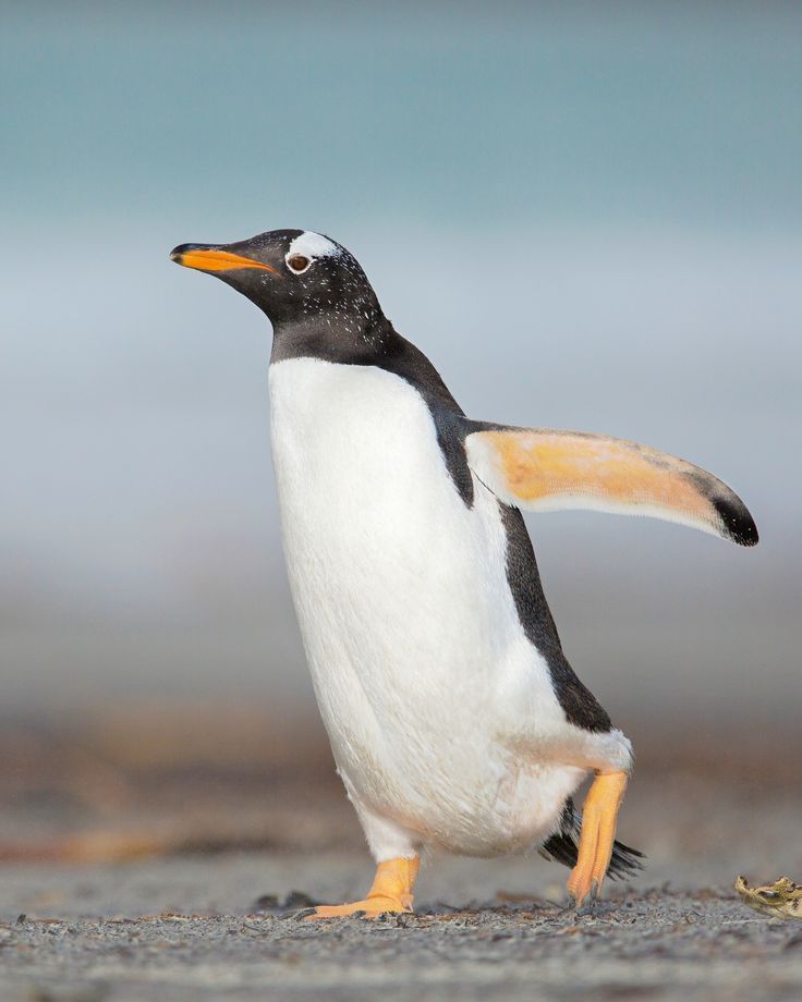 a penguin walking on the beach with it's wings spread out and eyes open