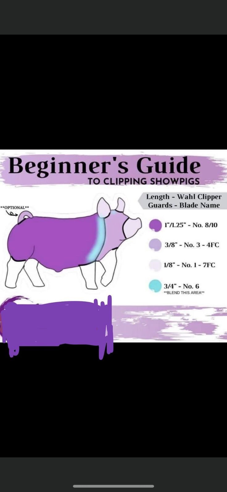 the beginner's guide to pupping show pigs