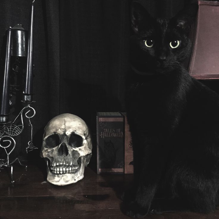 a black cat sitting next to a human skull on a table in front of a lamp