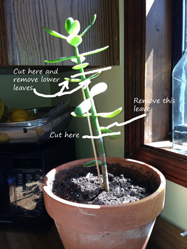 a potted plant with instructions on how to care for it's leaves and roots