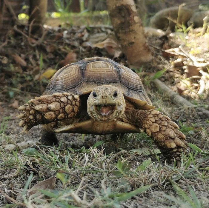 a tortoise walking on the ground with it's mouth open and tongue out