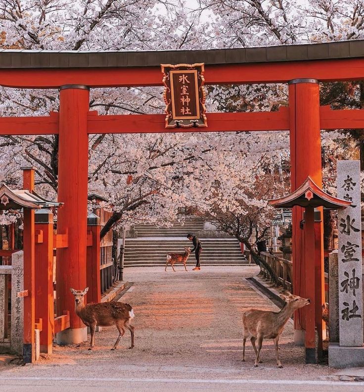 two deers in front of a red gate