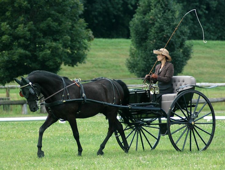 a woman riding on the back of a black horse pulling a buggy through a field