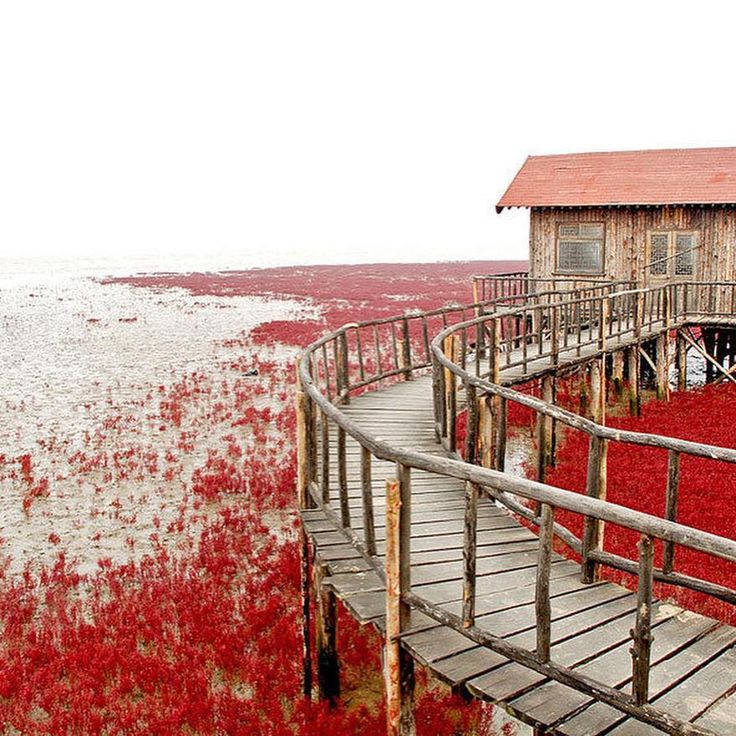 a wooden walkway leading to a building with red flowers growing on the ground next to it