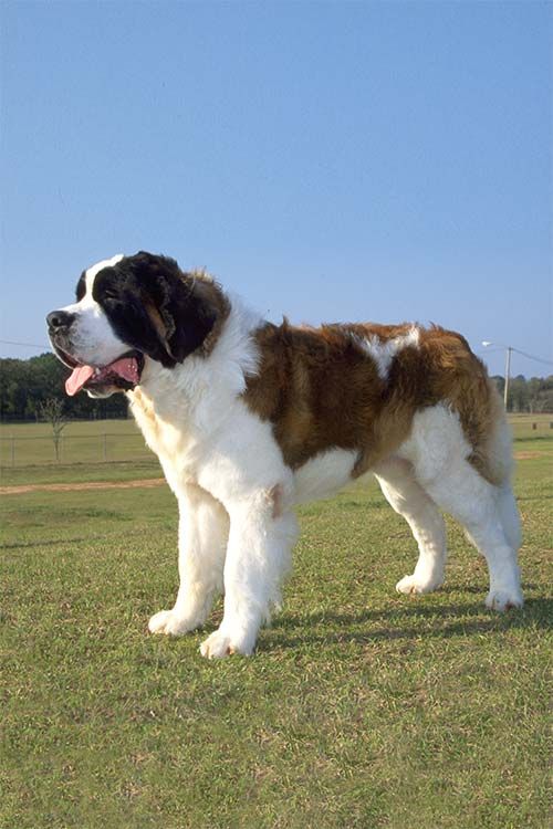 a large brown and white dog standing on top of a lush green field