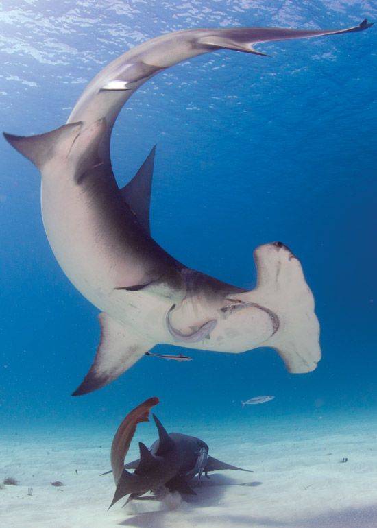 a manta ray swimming in the ocean