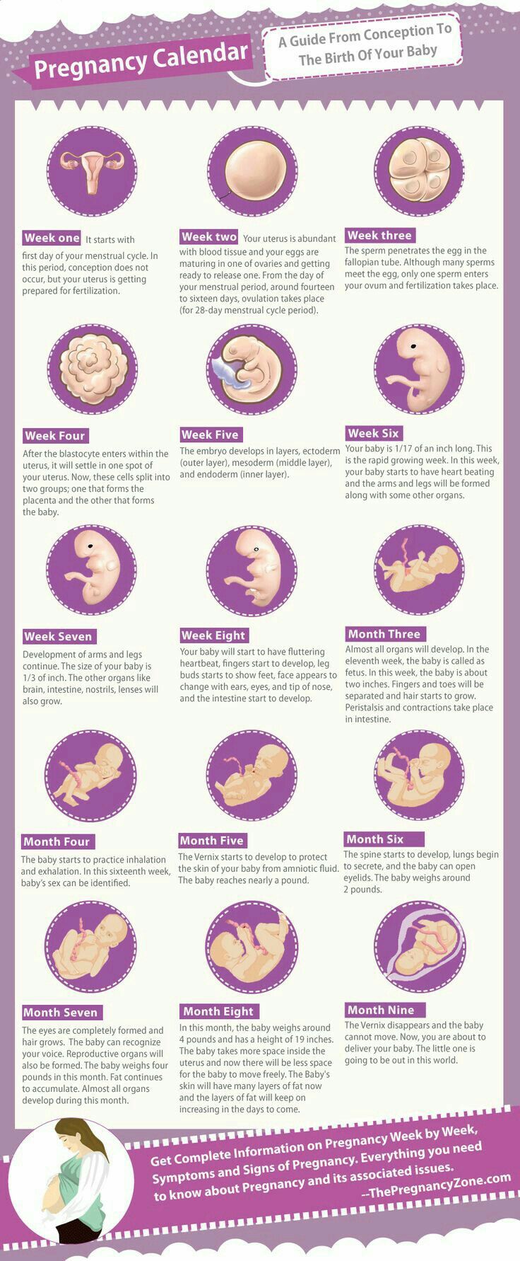 Pregnancy calendar 5 Weeks Pregnant, Pregnancy Timeline, Pregnancy Facts, Pregnancy Calendar, Pregnancy Info, Baby Stage, Baby Planning, Baby Prep, Pregnancy Health