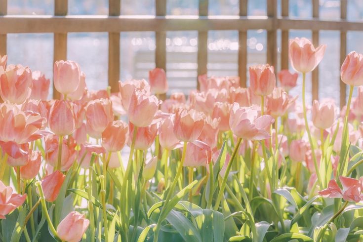 pink tulips are blooming in front of a wooden fence on a sunny day