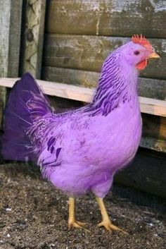 a purple chicken standing on top of dirt next to a wooden structure with the words, it's friday haven you ever seen a purple chicken?