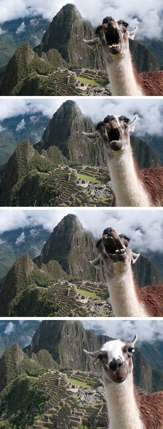 two llamas with their mouths open in front of some mountains and the caption says, if this doesn't have you