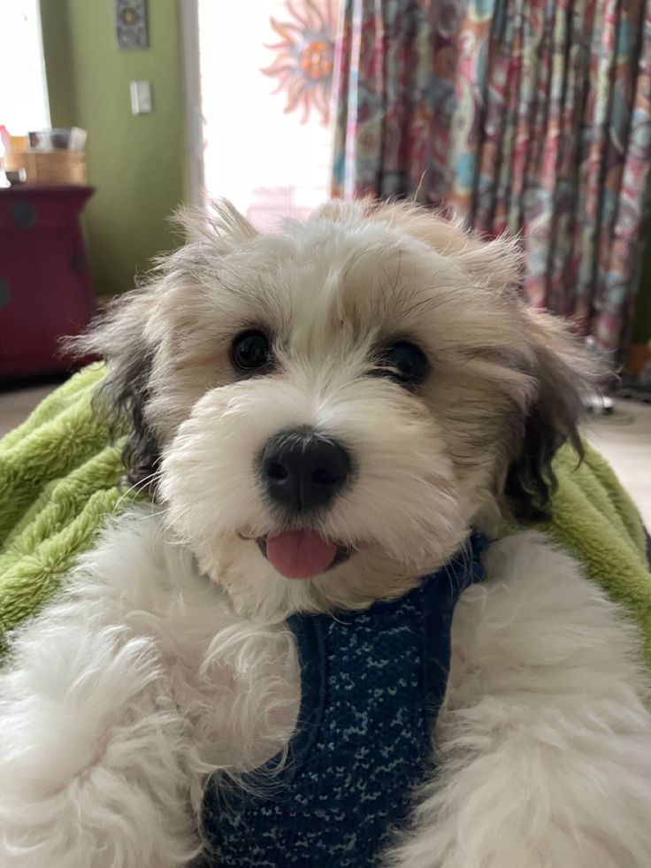 a small white dog sitting on top of a bed next to a green and blue blanket