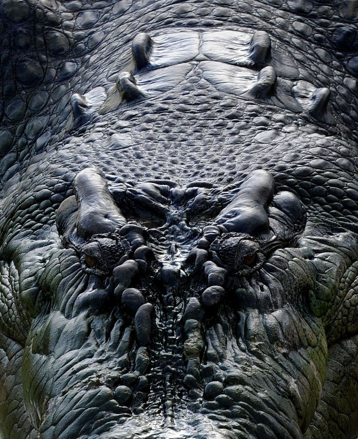 an alligator's head is shown in this close up photo, with other animals around it