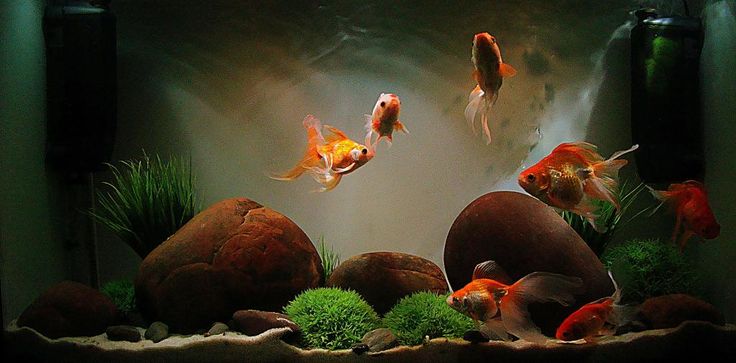 several goldfish swimming in an aquarium with rocks and plants on the bottom, surrounded by algae