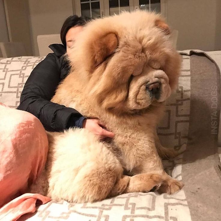 a woman laying on top of a couch next to a large brown dog with it's mouth open