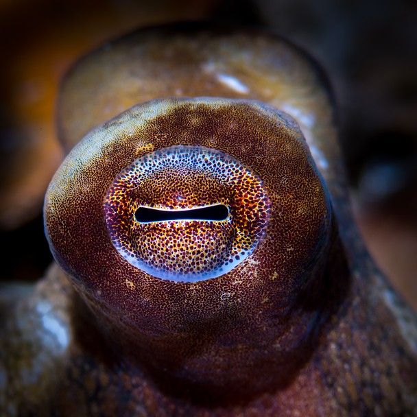 a close up view of an animal's eye and part of its body,