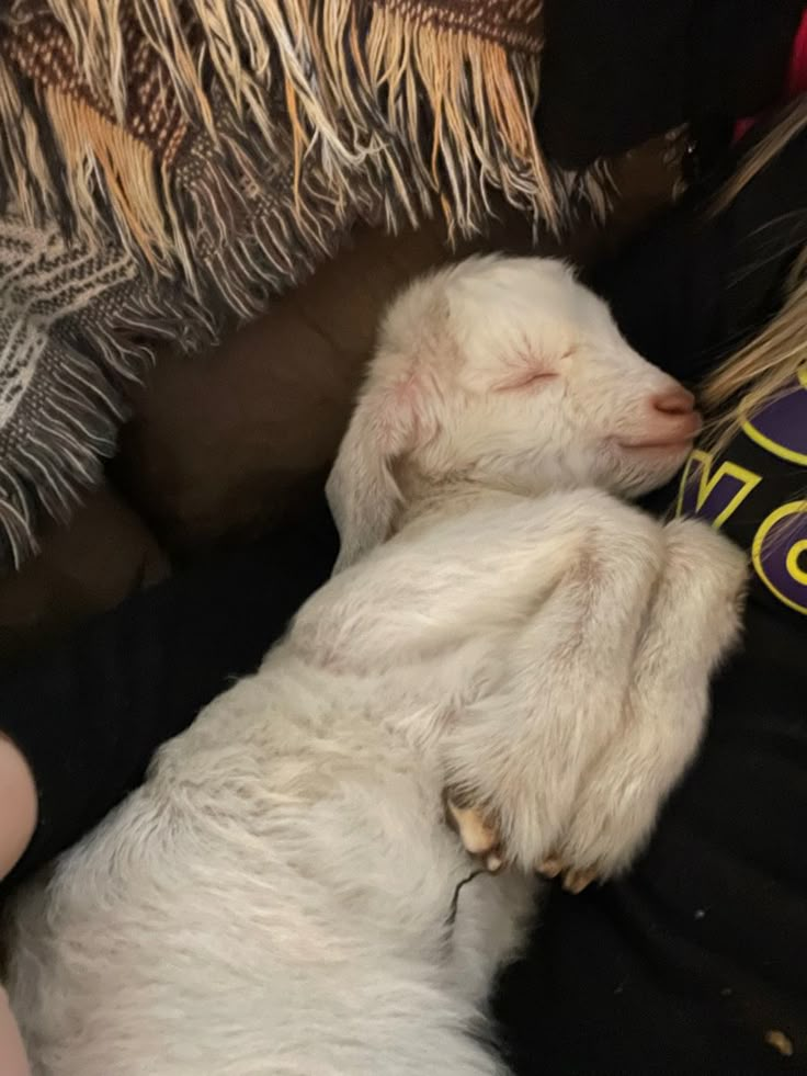 a small white dog sleeping on top of a couch