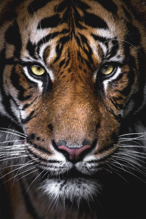 a close up of a tiger's face with yellow eyes