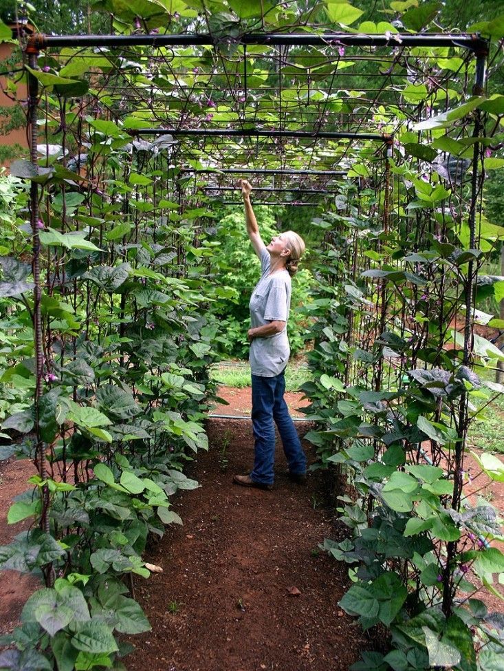 a woman standing in the middle of a garden with lots of green plants on it