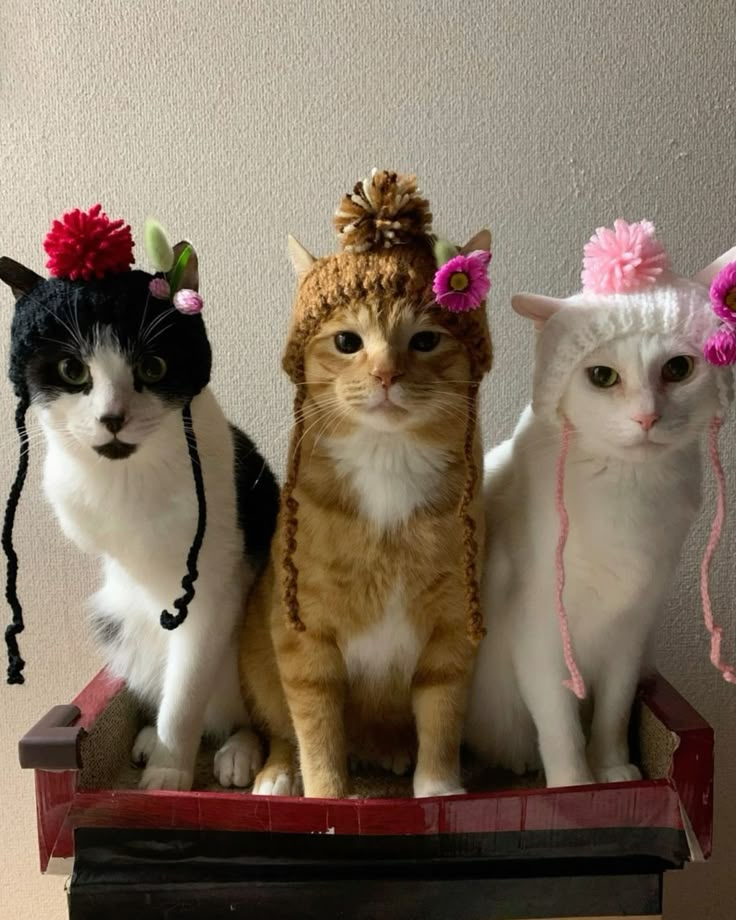 three cats wearing costumes and hats on top of a wooden table next to a wall