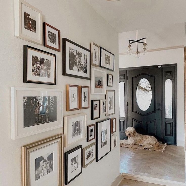 a dog laying on the floor in front of a wall full of framed photos and pictures