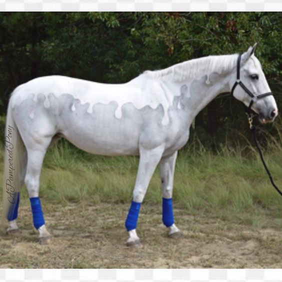 a white horse with blue socks on it's legs standing in front of trees