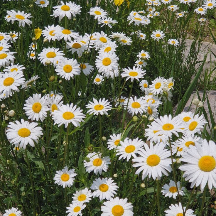 many white and yellow flowers in the grass