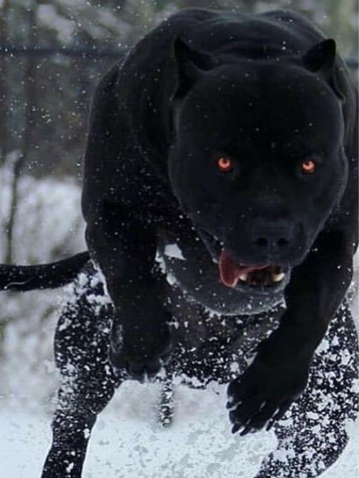 a large black dog running through the snow