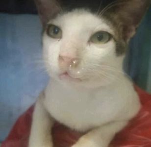 a white and brown cat sitting on top of a red blanket