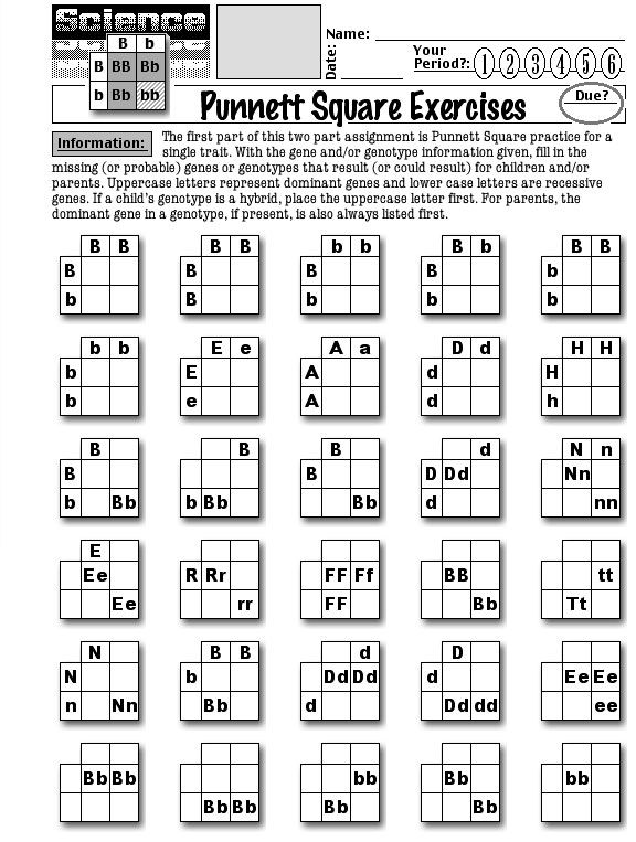 the punnet square exercises worksheet for students to practice their english and spanish words