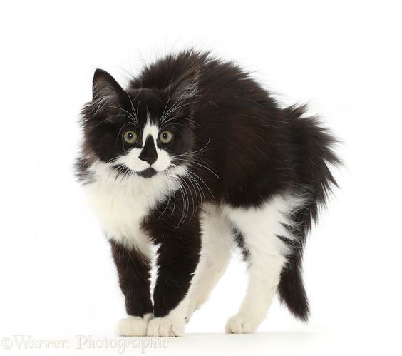 a black and white cat with green eyes looking at the camera on a white background