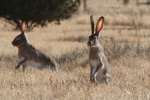 two rabbits sitting in the middle of a field with tall grass and trees behind them